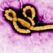 Ebola - News, Maps, Info