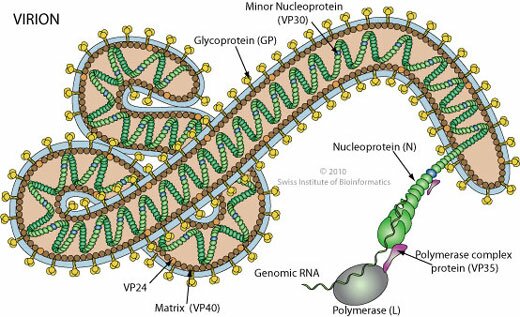 Ebola Virion